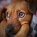 Peste 900 de animale aflate în pericol, salvate în 2023 de polițiștii de la Protecția Animalelor