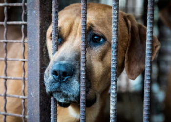 Parlamentul din Coreea de Sud a interzis consumul de carne de câine