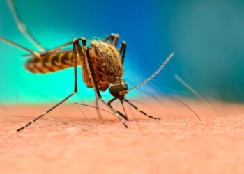 Ce este malaria și cât de periculoasă poate fi această maladie?