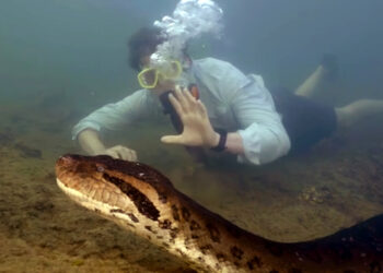Cercetatorii au descoperit o noua specie gigantica de sarpe. Anaconda verde nordica depaseste sase metri lungime