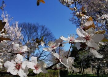 Meteorologii anunță temperaturi mai ridicate decât cele obişnuite, în următoarele două săptămâni, în întreaga ţară