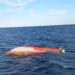 Armata anunţă că barca descoperită în derivă la Tuzla este o posibilă dronă marină. A fost remorcată și adusă în port