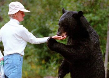 Fechet: Un urs hrănit de oameni e un urs condamnat la moarte. Un urs învăţat cu felia de pizza aruncată prin geamul maşinii nu va mai merge niciodată în viaţa lui în pădure să caute fragi sau mure