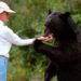 Fechet: Un urs hrănit de oameni e un urs condamnat la moarte. Un urs învăţat cu felia de pizza aruncată prin geamul maşinii nu va mai merge niciodată în viaţa lui în pădure să caute fragi sau mure
