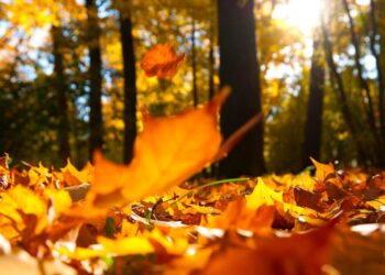 Prognoza pentru următoarele două săptămâni: toamna începe cu temperaturi de peste 30 de grade