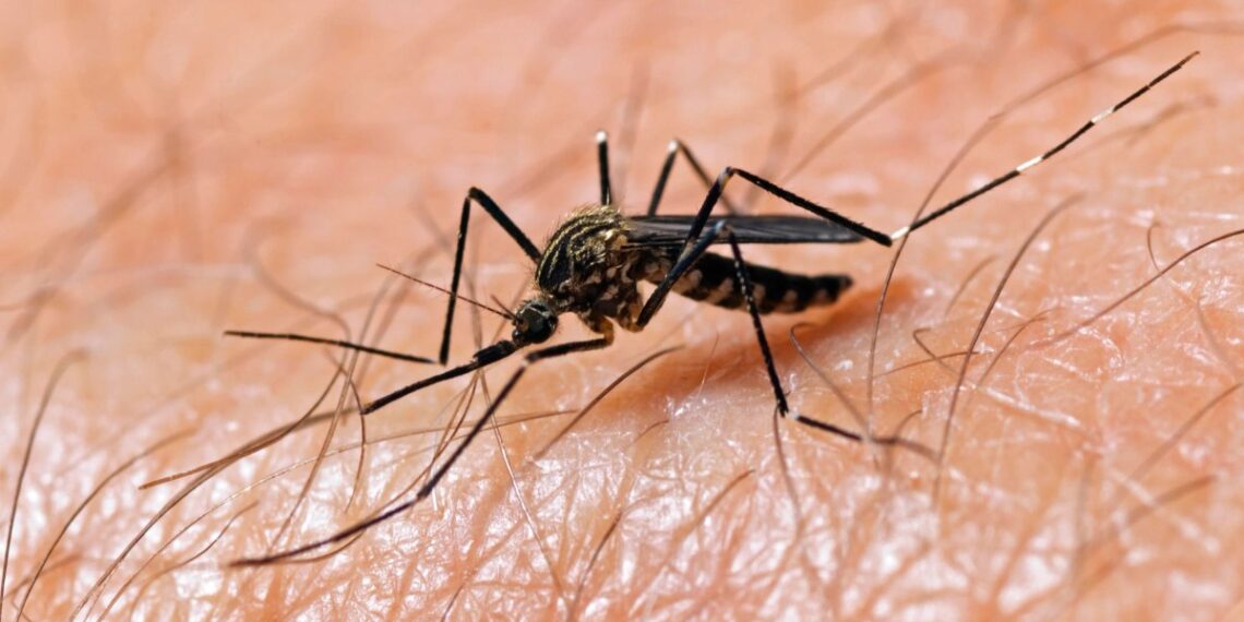 Virusul Chikungunya a ajuns în România. Ce spun medicii despre simptome, transmitere și riscuri