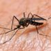 Virusul Chikungunya a ajuns în România. Ce spun medicii despre simptome, transmitere și riscuri
